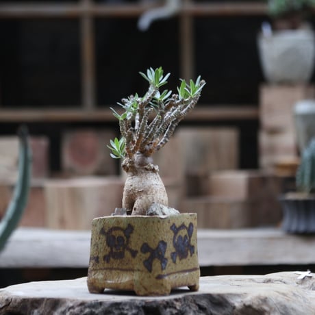 パキポディウム ビスピノーサム／Pachypodium bispinosum    no.111375