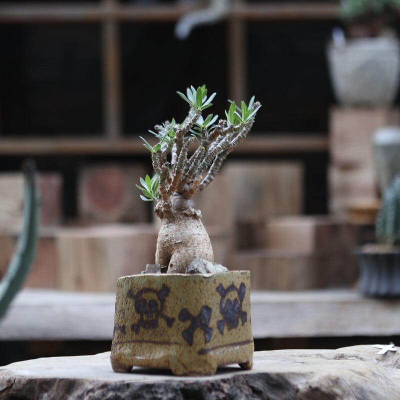 パキポディウム ビスピノーサム／Pachypodium bispinosum no.11