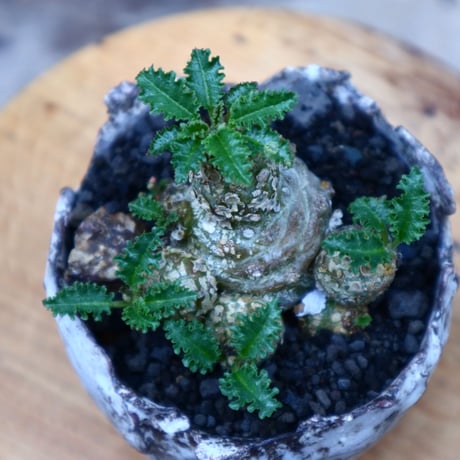 ドルステニア  ホルウッディ／Dorstenia horwoodii     no.72534