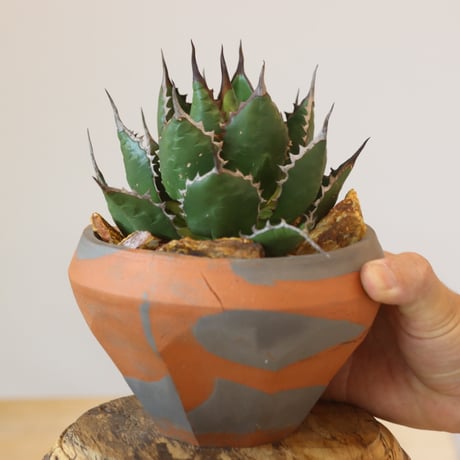 Agave horrida × N/OH   no.920-29