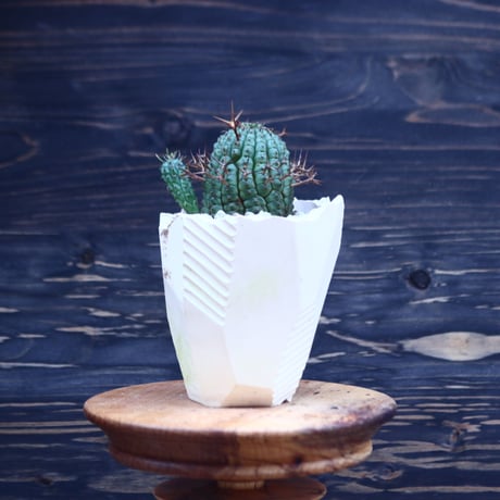 ユーフォルビア  群星冠   Euphorbia stellispina  no.30625