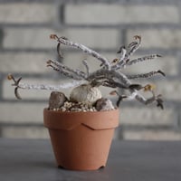 Euphorbia ambovombensis  × YAMABACHI (3号) no.607/31