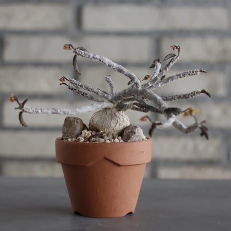 Euphorbia ambovombensis  × YAMABACHI (3号) no.607/31