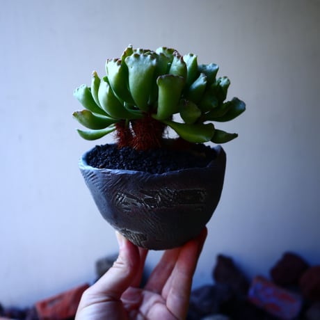 アドロミクス  ポエルニツィアヌス   神想曲  Adromischus poellnitzianus  no.32222