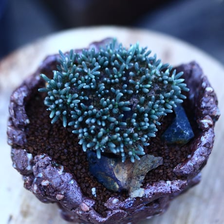 アボニア   クイナリア   アルストニー  赤花／Avonia quinaria ssp. alstonii    no.111402