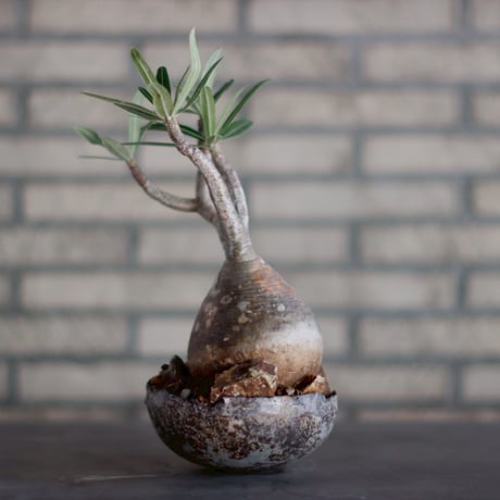 Pachypodium gracilius × takero pot (4.5号)  no.928/18