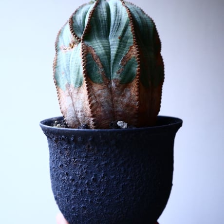 ユーフォルビア  オベサ   Euphorbia obesa   no.20316