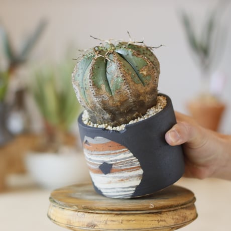 Euphorbia meloformis × N/OH (4号)  no.1214/47