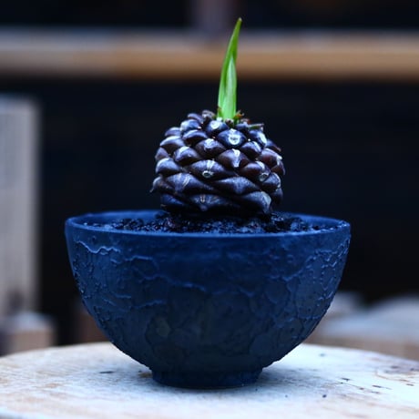 ユーフォルビア  鉄甲丸／Euphorbia bupleurifolia   no.10975