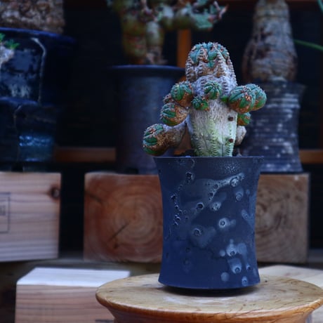 ユーフォルビア  オベサ hyb. ／Euphorbia obesa  hyb.   no.62015