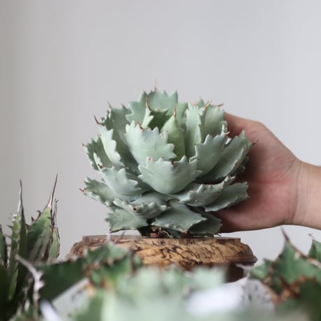 Agave Isthmensis / Style of Chika　no.42180
