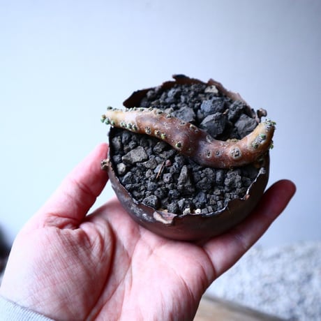 サルコカウロン  ムルチフィズム  Sarcocaulon multifidum  no.20328
