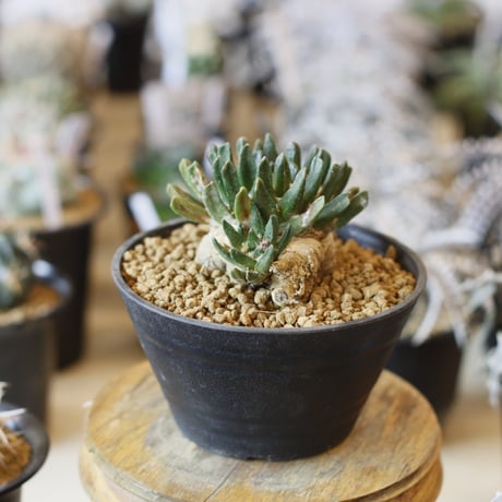 Ariocarpus scapharostrum / 竜角牡丹 (4.5号)  no.1226/3