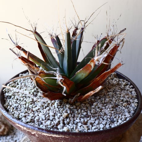 レウクテンベルギア  晃山    Leuchtenbergia principis  no.40713