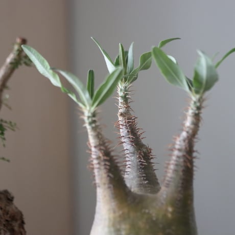 Pachypodium gracilius × たけろうポット    no.51225
