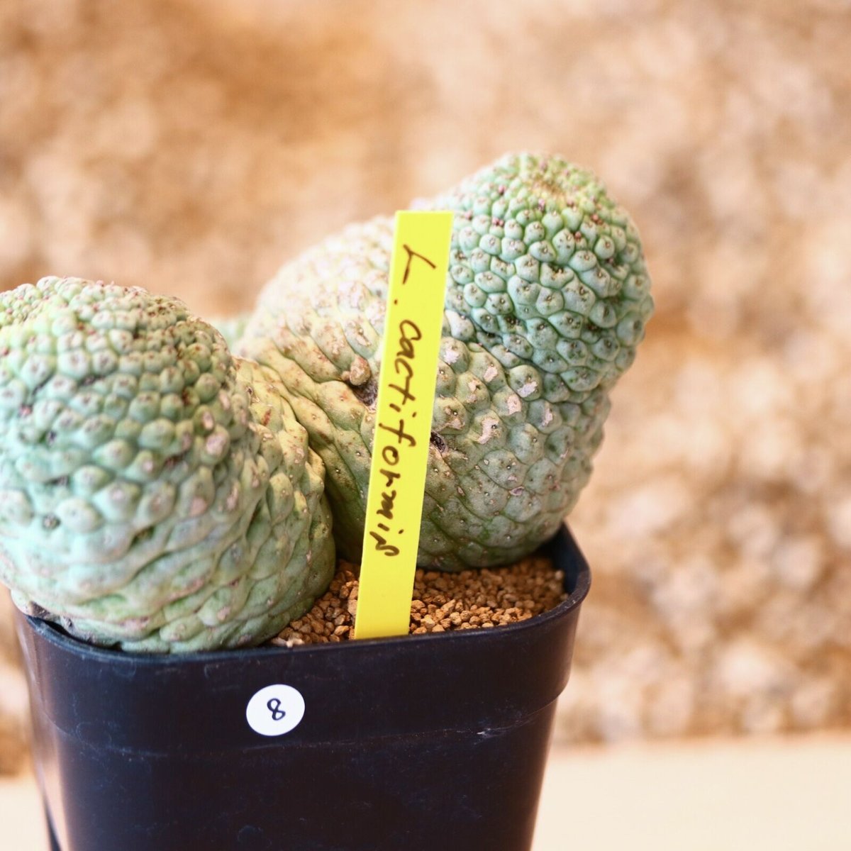 美株 サボテン 仏頭玉 ラリレアキア カクティフォルメ 楽天市場】仏頭玉 希少ラリレアキア カクティフォルメ ガガイモ 3-5cm