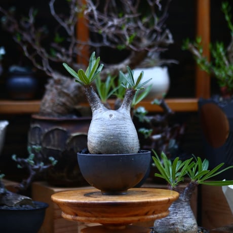パキポディウム  グラキリス／Pachypodium  gracilius       no.92645