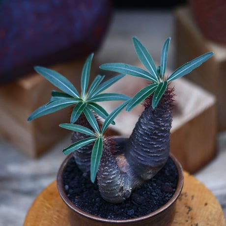 パキポディウム  グラキリス 3頭／Pachypodium  gracilius     no.101042
