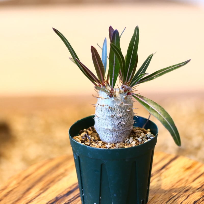 パキポディウム カクチペス(実生) / Pachypodium rosulatum var. パキポディウム カクチペス(実生) / Pachypodium rosulatum var.