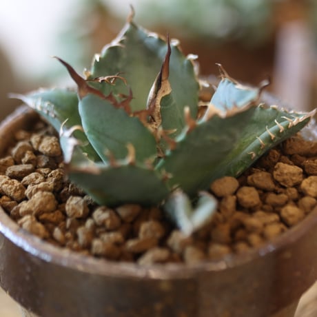 Agave titanota Sierra Mixteca × YAMABACHI var. 六本芽　no.82516
