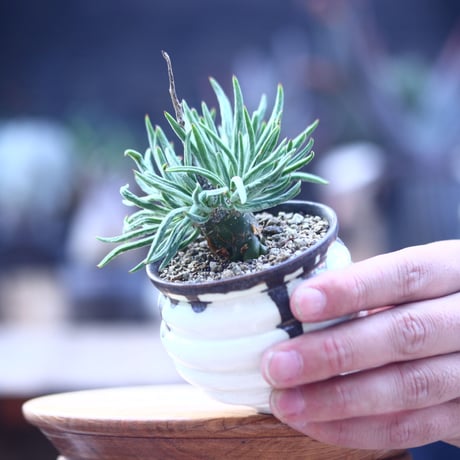 チレコドン  ペアルソニー   白象   Tylecodon  pearsonii      no.22830