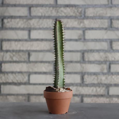 Euphorbia 墨麒膜 / T.W. × YAMABACHI (3号) no.329/35