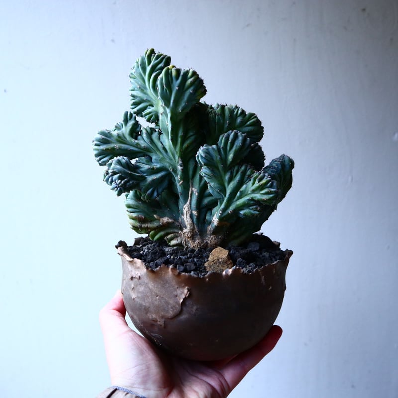 竜神木綴化 no.12607 | 芽の巣山