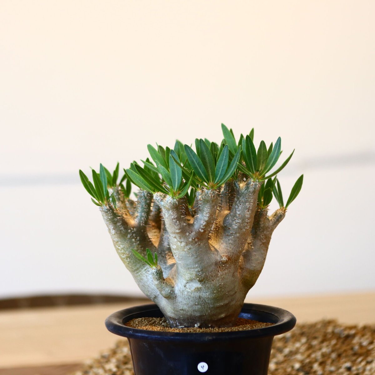 ジャムさま専用 パキポディウム グラキリス VALIEM鉢 【公式通販】