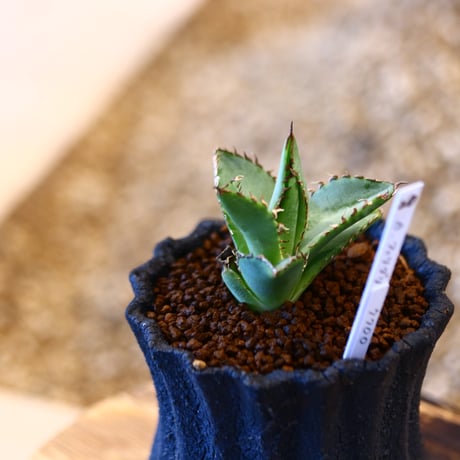 Agave titanota "Filigree crested × soso  no.11420