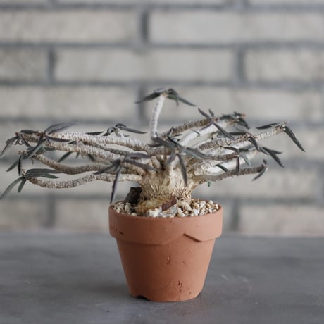 Euphorbia cylindrifolia (シリンドフォリア) / T.W. × YAMABACHI (3号) no.329/28