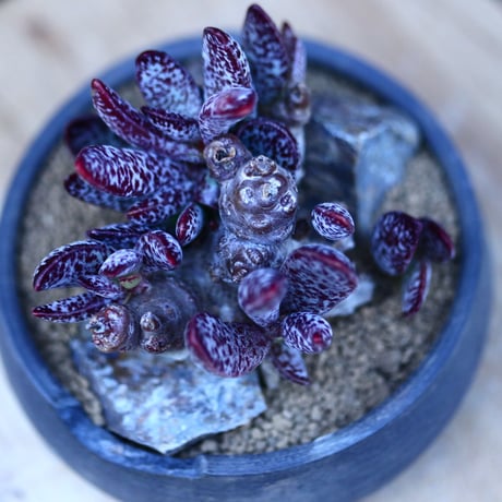 アドロミスクス トリギナス〝パープルスポット″／Adromischus trigynus  no.13068