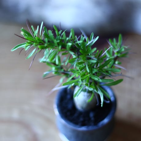 フォークイエリア   プルプシー    Fouquieria purpusii  no.70511