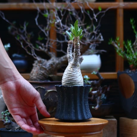 パキポディウム  グラキリス／Pachypodium  gracilius       no.92632