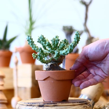 YAMABACHI × Euphorbia tuberculata   no.100146