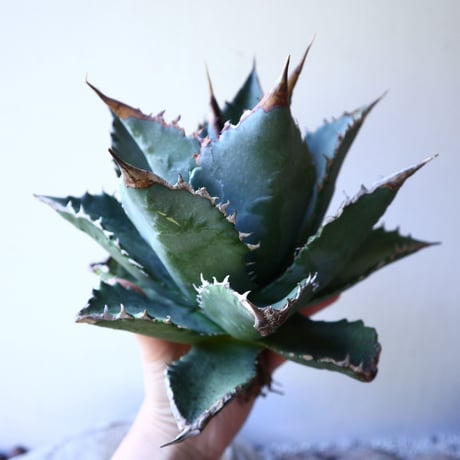 アガベ   チタノタ 　 Agave  titanota   no.111025