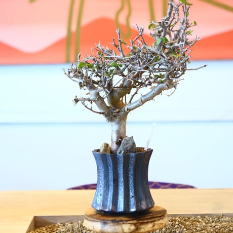 Commiphora wightii × soso   no.101526