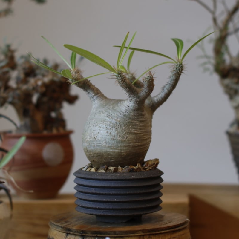 OZWRT Pachypodium Graciliphant グラキリファン OZWRT Pachypodium Graciliphant グラキリファン - メルカリ