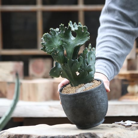 レウコデンドロン 綴化／Euphorbia leucodendron f. crist.   no.111399