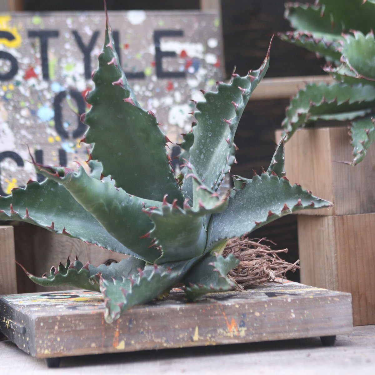 アガベ　ジェントリージョーンズ アガベ ジェントリー ジョーズ／agave gentryi Jaws no.10356