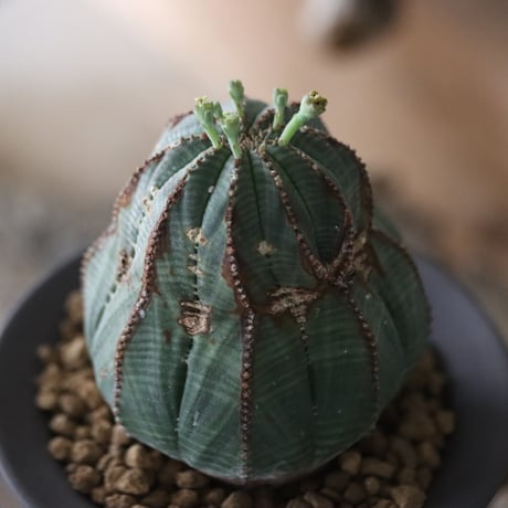 Euphorbia obesa ♂ × Ion Fukazawa / PLANETX  no.63005
