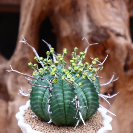 ユーフォルビア バリダ / Euphorbia valida   no.31223