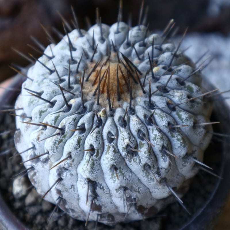 コピアポア 孤竜丸 Copiapoa cinerea var. columna-alba