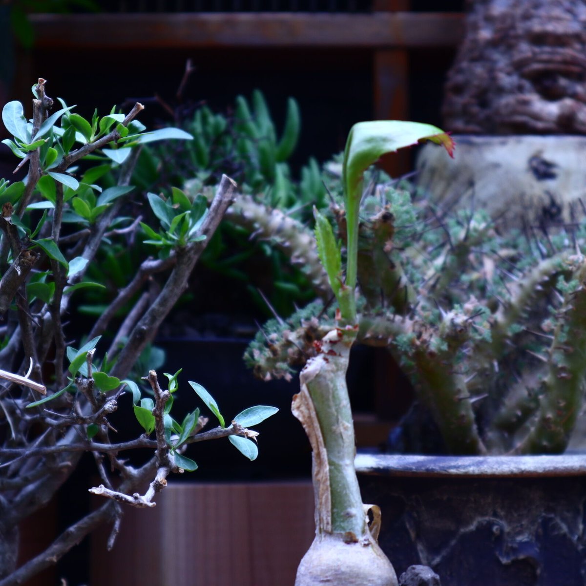 キフォステンマ　ユッタエ キフォステンマ ユッタエ | mana's farm:塊根植物・アガベ・ドライ