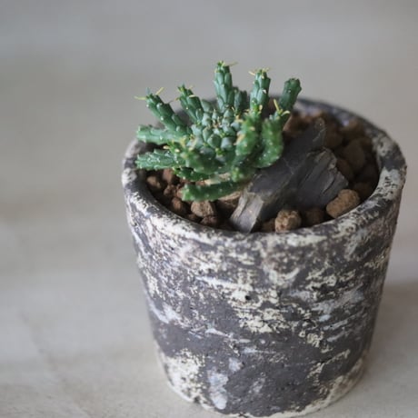Euphorbia gorgonis × たけろうポット   no.63032