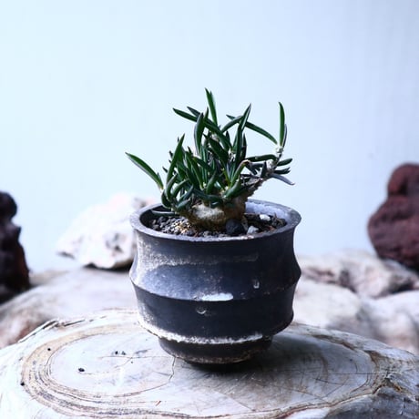 ユーフォルビア キリンドフォリア    Euphorbia cylindrifolia   no.102738