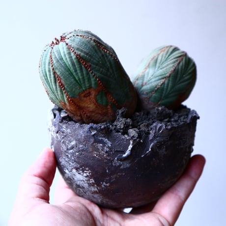 ユーフォルビア  オベサ   Wヘッド   Euphorbia obesa   no.20309