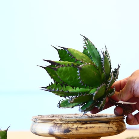 Agave horrida / Style of Chika   no.1015/82