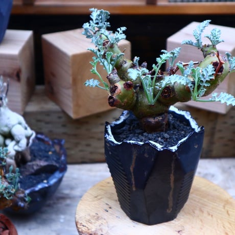 ペラルゴニウム  クリズミフォリウム／Pelargonium crithmifolium    no.  70430