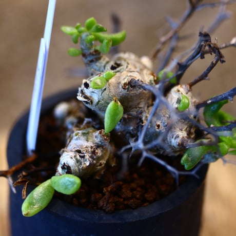 Tylecodon reticulate × N/OH  no.31005