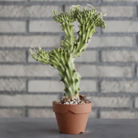 Euphorbia nivulia (ニブリア 綴化斑入り) / T.W. × YAMABACHI (3号) no.329/38